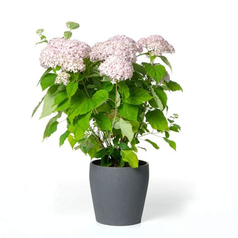 Schneeball-Hortensie Candybelle® Marshmallow - Hydrangea arborescens ...