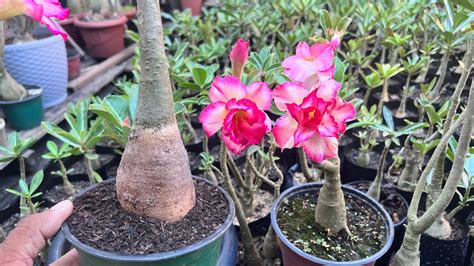 Como ter rosa do deserto o caudex gordão somente fazendo o