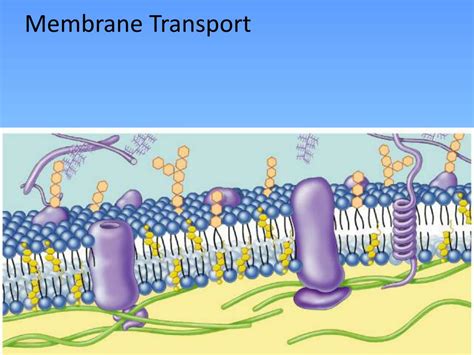 Ppt Membrane Transport Powerpoint Presentation Free Download Id