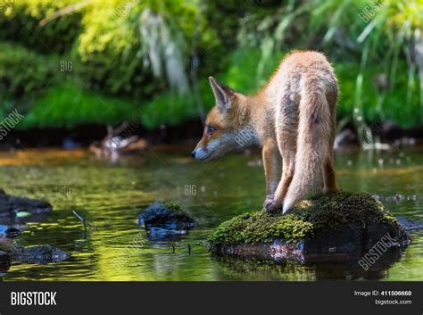 Red Fox. Species Has Image & Photo (Free Trial) | Bigstock