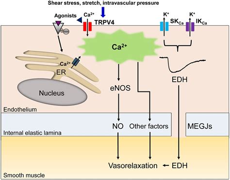 Frontiers The Transient Receptor Potential Vanilloid 4 Channel And