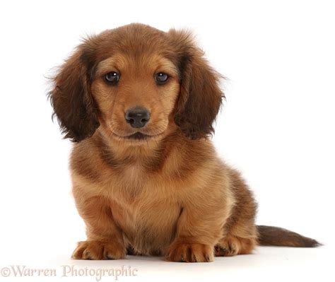 Dog Cream Shaded Dachshund Puppy 7 Weeks Old Sitting Photo Wp48048