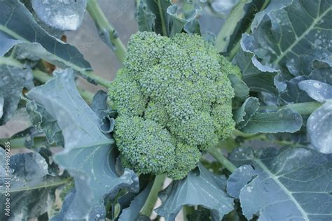 broccoli plant with flowers and green leaves in garden Stock Photo | Adobe Stock