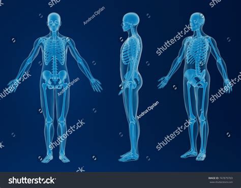 3d Rendering Scan Human Body Stock Illustration 747879769 | Shutterstock