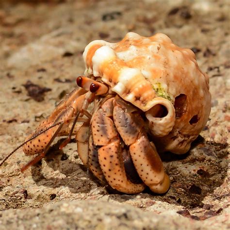 Wc Hermit Crab Peregrine