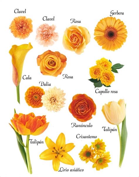 Tipos De Flores Naranjas Y Sus Nombres