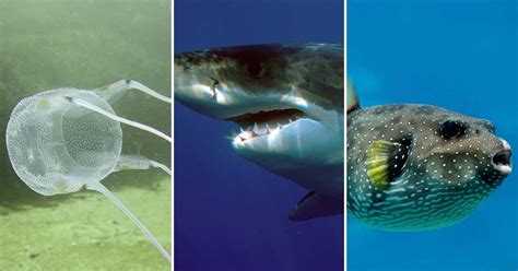 The 14 Most Dangerous Sea Animals, Ranked