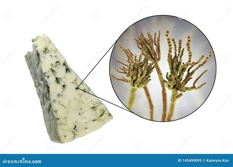 Roquefort Cheese And Fungi Penicillium Roqueforti, Used In Its ...