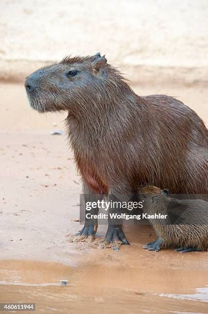 73 Capybara Baby Stock Photos, High-Res Pictures, and Images - Getty Images