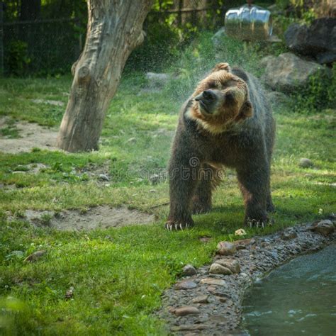 Grizzly Bear Shakes Water After A Swim In The Lake Stock Photo Image