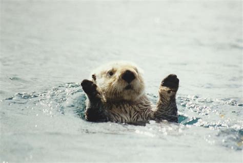 Sea Otter Wallpaper (55+ pictures) - WallpaperSet