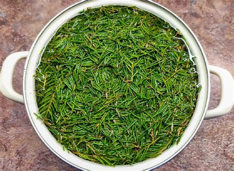 Еловый сироп: рецепт приготовления