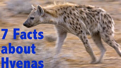 7 Facts About Spotted Hyenas Youtube