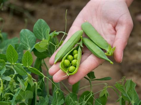 How To Grow Peas Faster Best Tips To Increase Flowering Fruiting And Production Yield