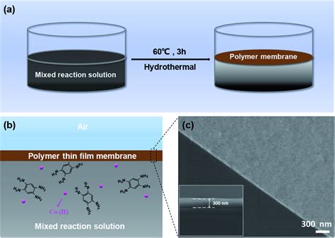 A Illustration Of The Polymer Membrane Formation Process At The