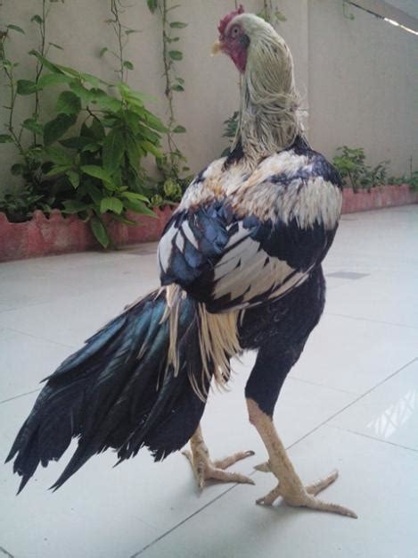 Some Aseel اصیل Roosters In Pakistan Backyard Chickens