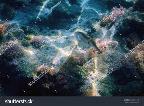 Under Sea Underwater Scene Sunlight Squid Stock Photo 1491074450 ...