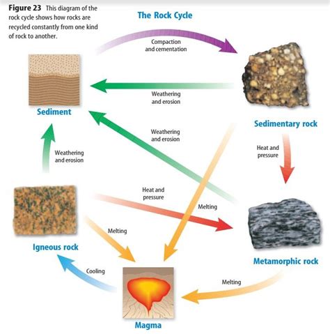 7th Grade Science Final Diagram Quizlet