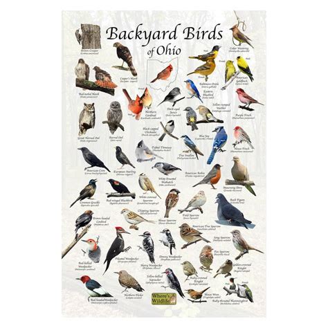 Birds of Ohio Backyard Birding Identification Picture Print/ - Etsy ...