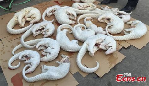 Wildlife Week China Must Declare The Use Of Pangolin Scales In