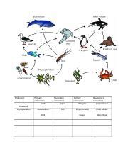 01-03 task-2.docx - 1.03 Ocean Food Web Directions: Use the PBS ... - Worksheets Library