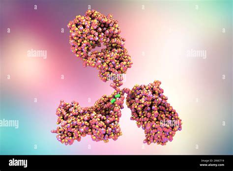 Illustration Montrant La Structure D Une Mol Cule D Anticorps Ou D