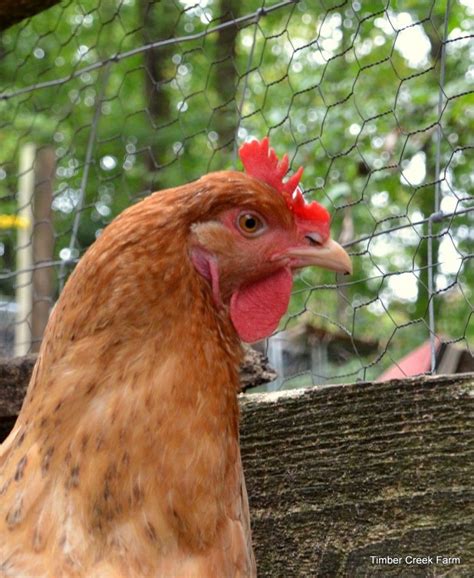 A Guide to Sick Chicken Symptoms - Backyard Poultry | Backyard poultry ...