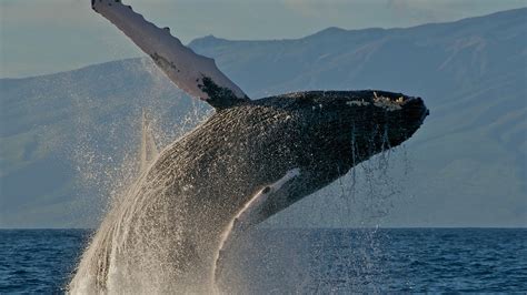 «whale Hd Wallpapers