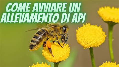 NOVITÀ COME AVVIARE UN ALLEVAMENTO DI API api bee APE allevamento