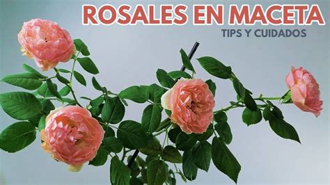 Rosas Y Rosales En Maceta Tips Y Cuidados Chuyito Jardinero YouTube