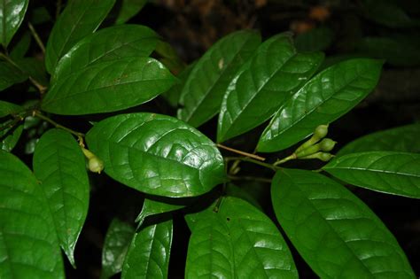 Anaxagorea Luzonensis Annonaceae Image At Phytoimages Siu Edu