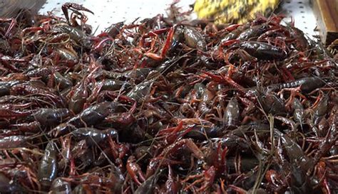 The Crawdad Hole | Menu