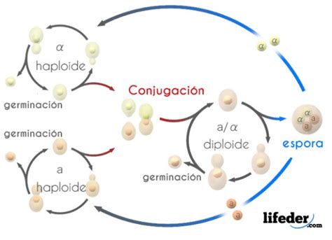 Reproducción De Los Hongos Sexual Asexual Y Parasexual