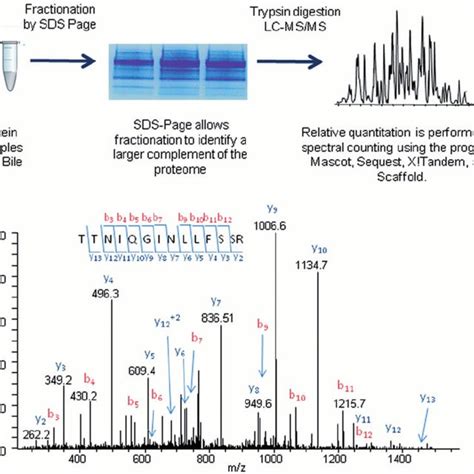 Schematic Representation Of The Proteomic Approach Used To Identify And