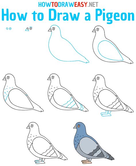 How to Draw a Pigeon - Draw for Kids