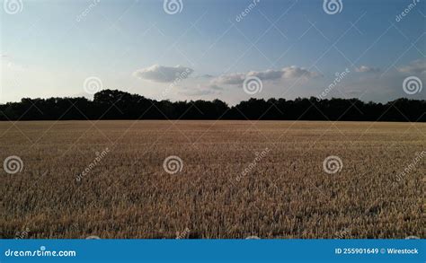 View Of The Wheat Field And The Trees Stock Video Video Of Corn Trees 255901649