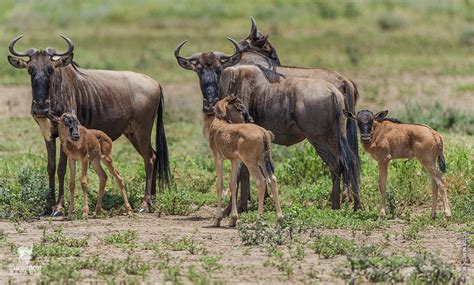 5 Days Serengeti Wildebeest Migration Safari Serengeti Wildebeest