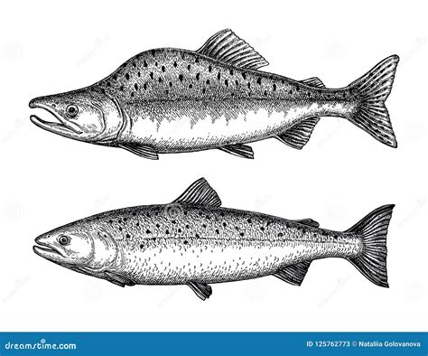 Ink Sketch Of Pink Humpback Salmon Stock Vector Illustration Of Fish