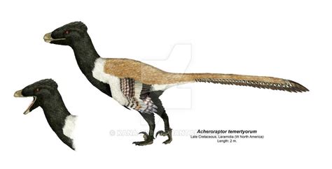 Acheroraptor temertyorum. | Animales prehistóricos, Animales, Prehistórico