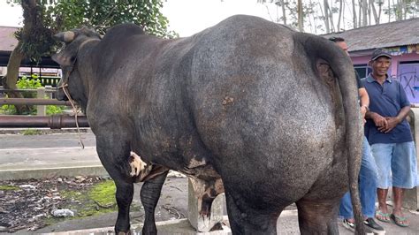 Geger Sapi Paling Langka Masuk Pasar Hasil Kreasi Profesor Indonesia