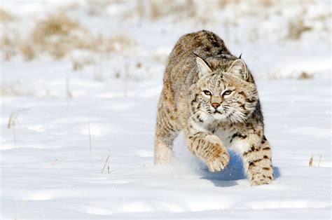 Wild Paws Sanctuary Bobcat