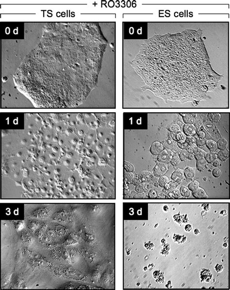 Differentiation Of Trophoblast Stem Cells Into Giant Cells Is Triggered