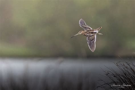 B Cassine Des Marais Gallinago Gallinago Vol Un Peu Chao Flickr