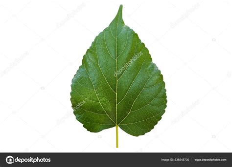 Isolated Front Back Mulberry Leaf Clipping Paths Stock Photo By