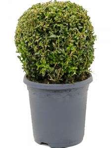 Buxus Sempervirens Ball Ascend Plant Displays