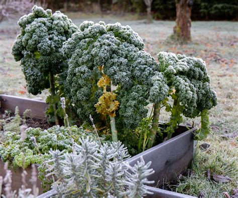 Professional tips for overwintering vegetables…