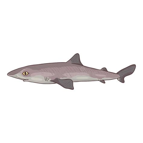 Dogfish stock illustration. Illustration of graphic, realistic - 85761112