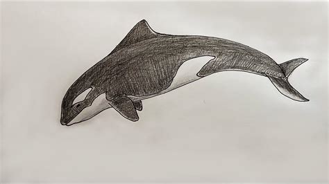 How To Draw Orca Killer Whale Easy Killer Whale Drawing Tutorial