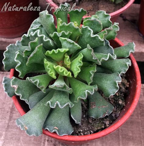 Una Suculenta Que Debes Tener Adromischus Cristatus