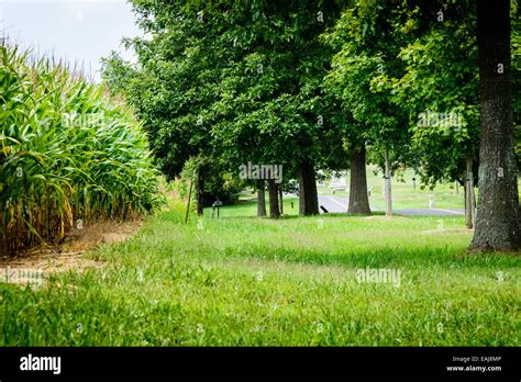 The Cornfield, Antietam National Battlefield, Sharpsburg, MD Stock Photo - Alamy